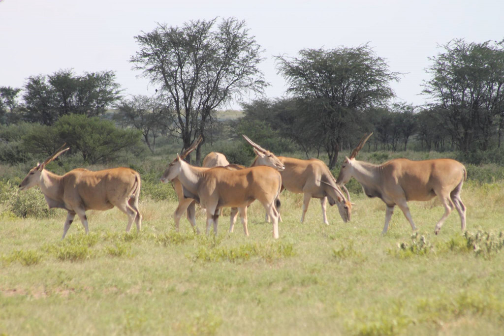 kudu